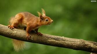 Cute Squirrel Wallpaper