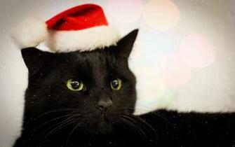 Christmas Black Cat Wallpaper