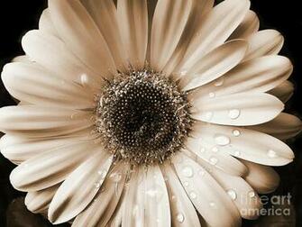 Gerbera And Daisy Flower Wallpaper Zone Background