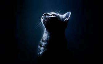 Cat Wallpaper Id Wallpapervortex