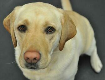 Yellow Labrador Retriever Puppies