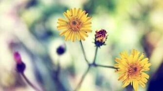 Yellow Spring Daisy Mac Wallpaper