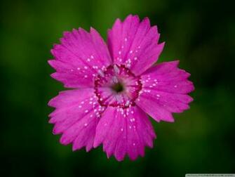 Dianthus 4k HD Desktop Wallpaper For Ultra Tv Tablet