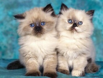 Best Wallpaper Cats