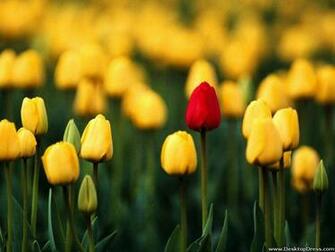 Desktop Wallpaper Flowers Background Yellow Tulips Field