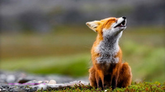 Animal Wallpaper For Desktop