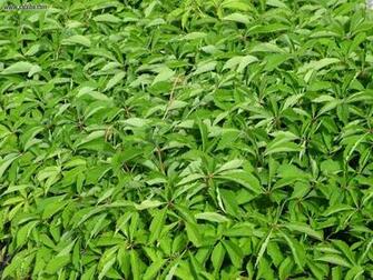 Development Lakeshore Rocks Over Grown With Ivy Picture Nr