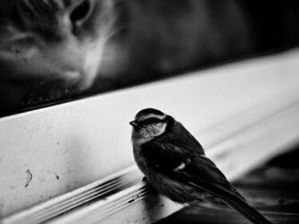 Sparrow Wallpaper First HD