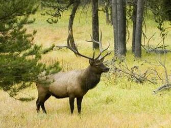 Elk Wallpaper Desktop DesktopBackground