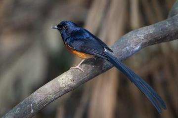 File Copsychus Malabaricus Male Khao Yai Jpg Wikipedia