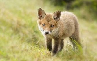 Cute Baby Fox HD Wallpaper