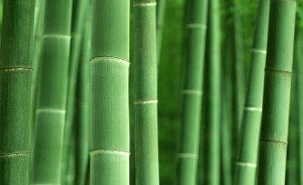 HD Bamboo Wallpaper