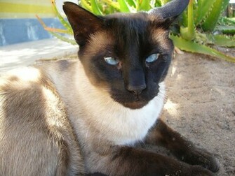 Siamese Cats Face Wallpaper HD Cat Siamis