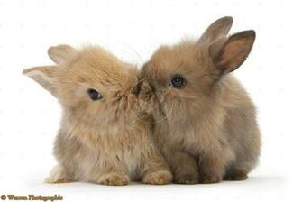 Cute Baby Rabbits HD Wallpaper In Animals Imageci