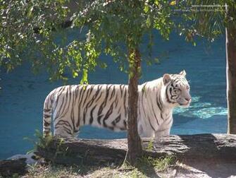 White Tiger Wallpaper Desktop