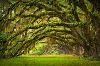 Oak Tree Wallpaper And Background Image Net