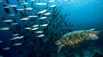 Sea Turtle Wallpaper