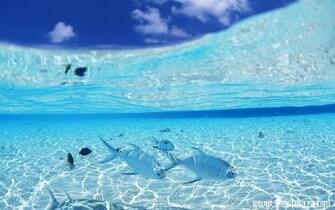 Underwater Wallpaper4desktop