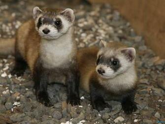 Ferrets Wallpaper Funny Animals