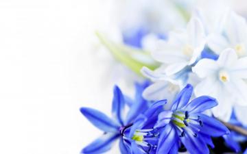 Blue And White Wallpaper