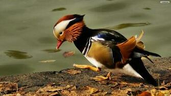 Mandarin Duck Wallpaper