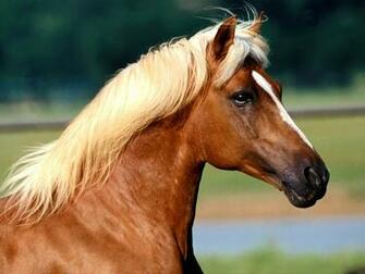 Horses HD Wallpaper Horse Desktop 1080p