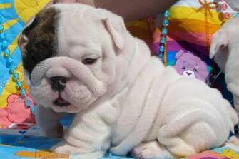 Cute Puppy Dogs English Bulldog Puppies