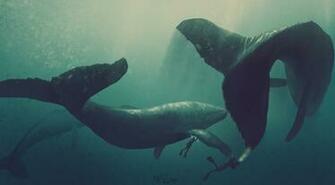 Whale Computer Wallpaper Desktop Background Id