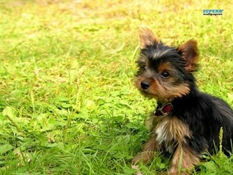 Terrier Puppy Superb Wallpaper
