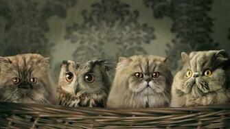 Baby Desktop Animals Background Wallpaper Funny
