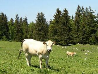 Cow Wallpaper