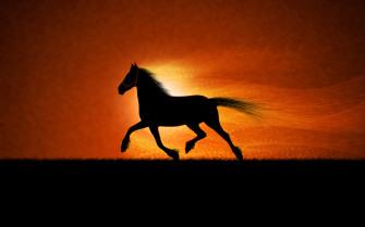 Running Black Horse HD Wallpaper