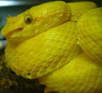Female Eyelash Viper Image Graphic Code