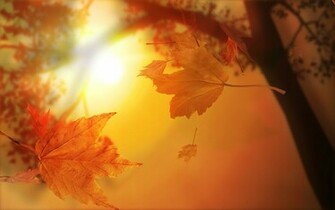 Fall Wallpaper