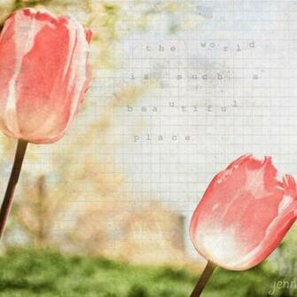 Jenndalyn Art Flower Photography