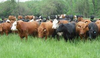 Cattle Image Crazy Gallery