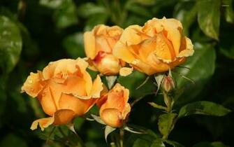 Roses With Water Drops Wallpaper Flower