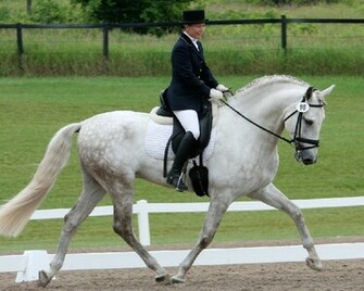 Dressage Horse Wallpaper
