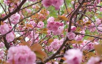 Most Beautiful Natural Fresh Flowers HD Desktop And Amazing Wallpaper