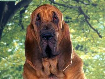 Bloodhound Computer Desktop Wallpaper
