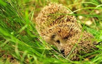 Hedgehog Wallpaper By Naomi Bilia