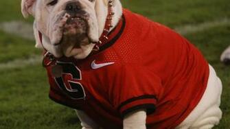 Uga Bulldog High Quality And Resolution Wallpaper On