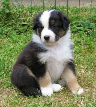 Australian Shepherd Puppies Pictures Miniature Diet Breeding
