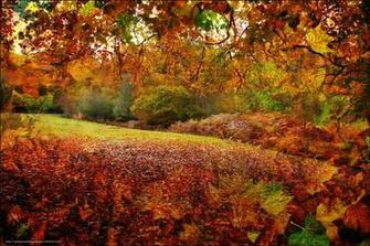 Wallpaper Autumn New Forest In Hampshire England