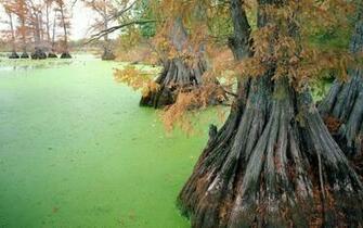 Wallpaper Bog Trees Ooze Autumn Roots Background