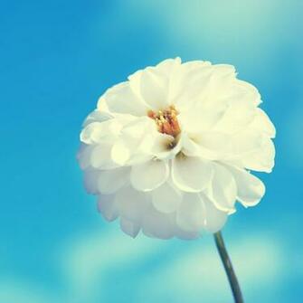 iPad Mini Wallpaper Ppt Garden