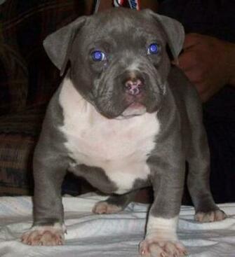 Pitbull Terrier Wallpaper Puppies