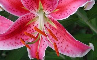 Widescreen Flowers Wallpaper HD