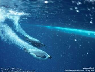 Diving Penguins National Geographic Photo