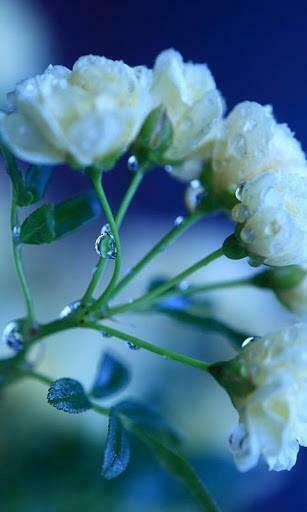 Set Of Flower Live Wallpaper For Android Appszoom